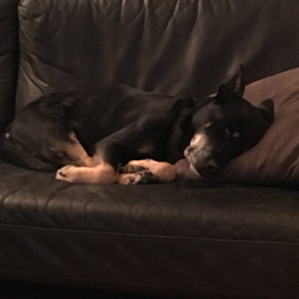 Meet your Posher, Anne